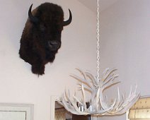 buffalo Adobe ImageReady